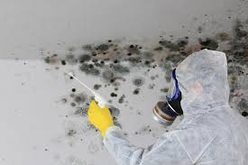  Dayton, MN Mold Removal & Remediation Pros